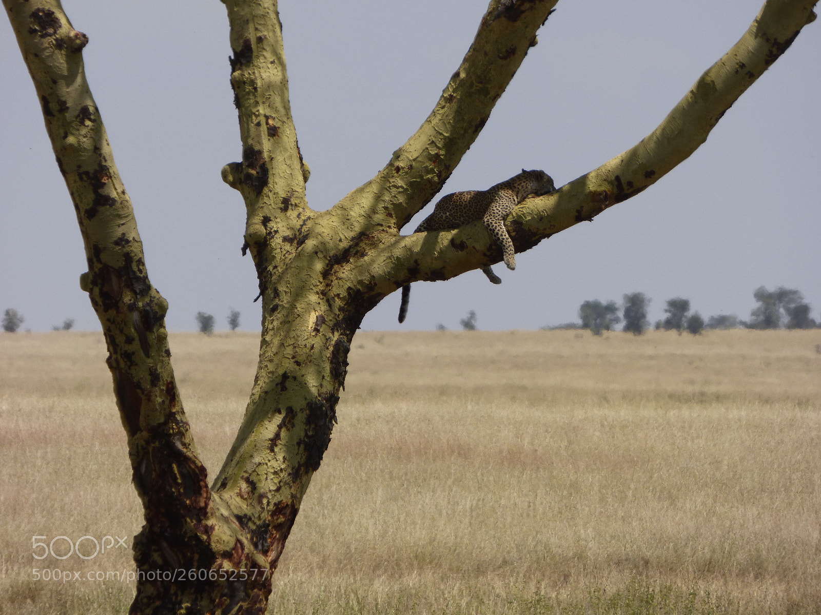 Panasonic DMC-FZ72 sample photo. Leopard chilling photography