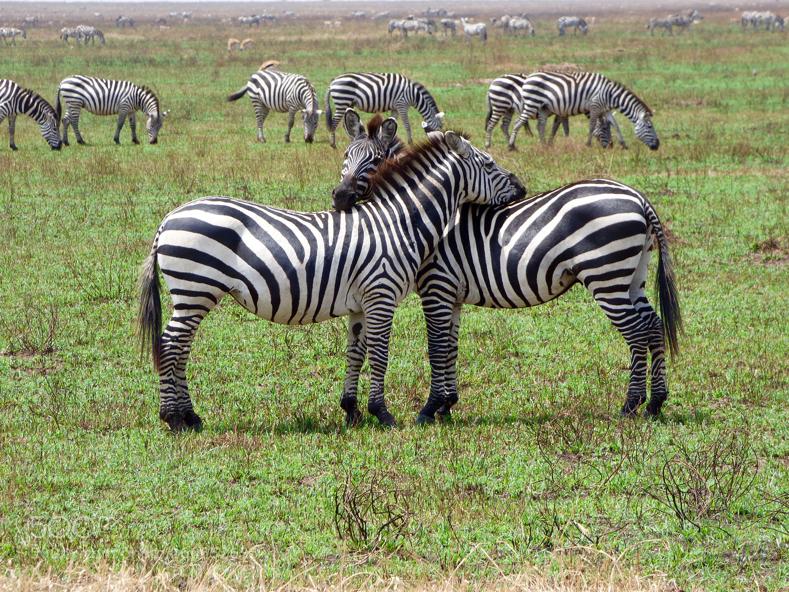 Panasonic DMC-FZ72 sample photo. Zebra's looking out for photography