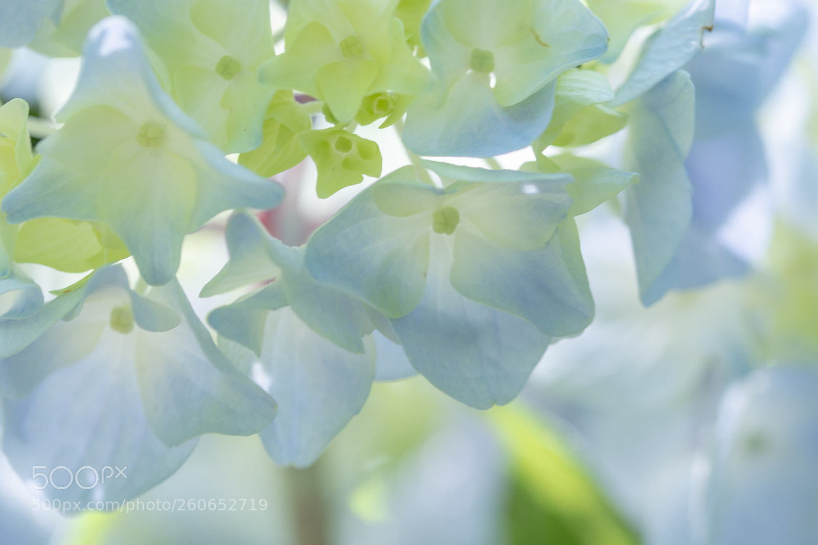 Nikon D7100 sample photo. Ajisai photography