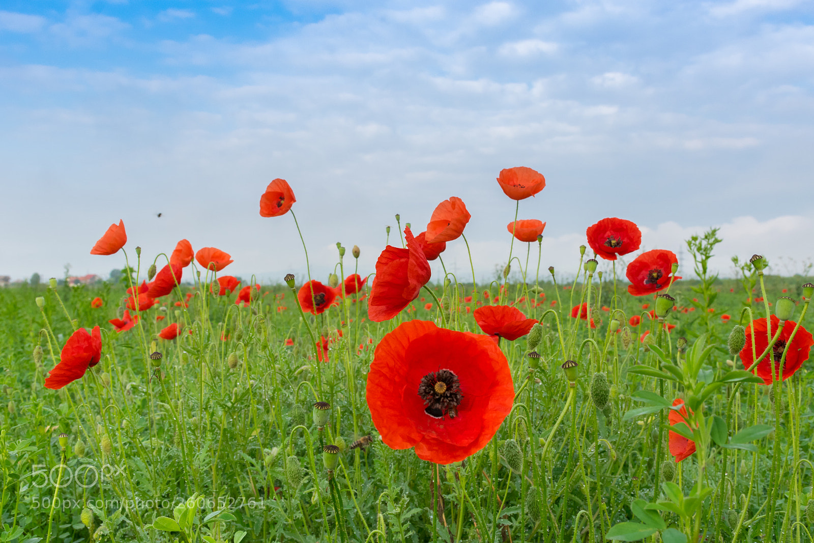 Nikon D5300 sample photo. Poppy field photography