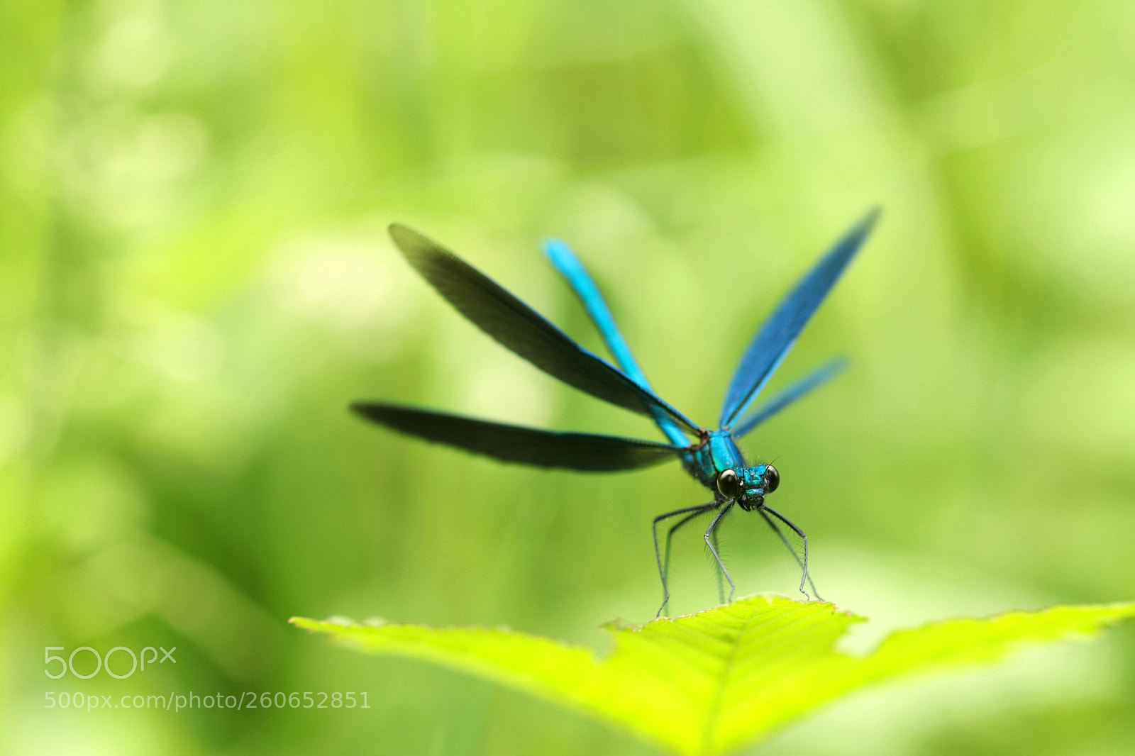 Canon EOS 80D sample photo. Blaue prachtlibelle photography