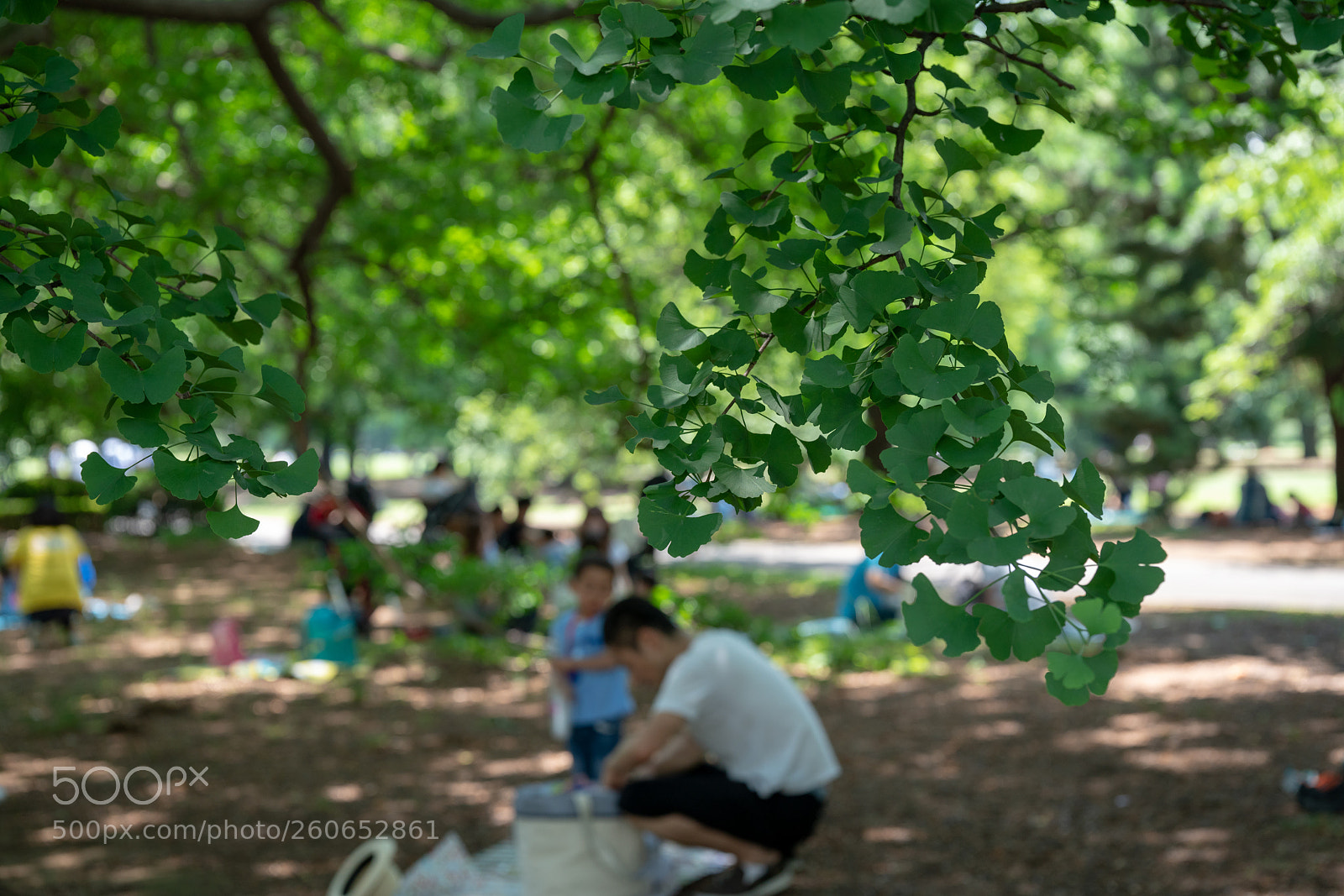 Sony a7R II sample photo. Shinjyuku gyoen photography