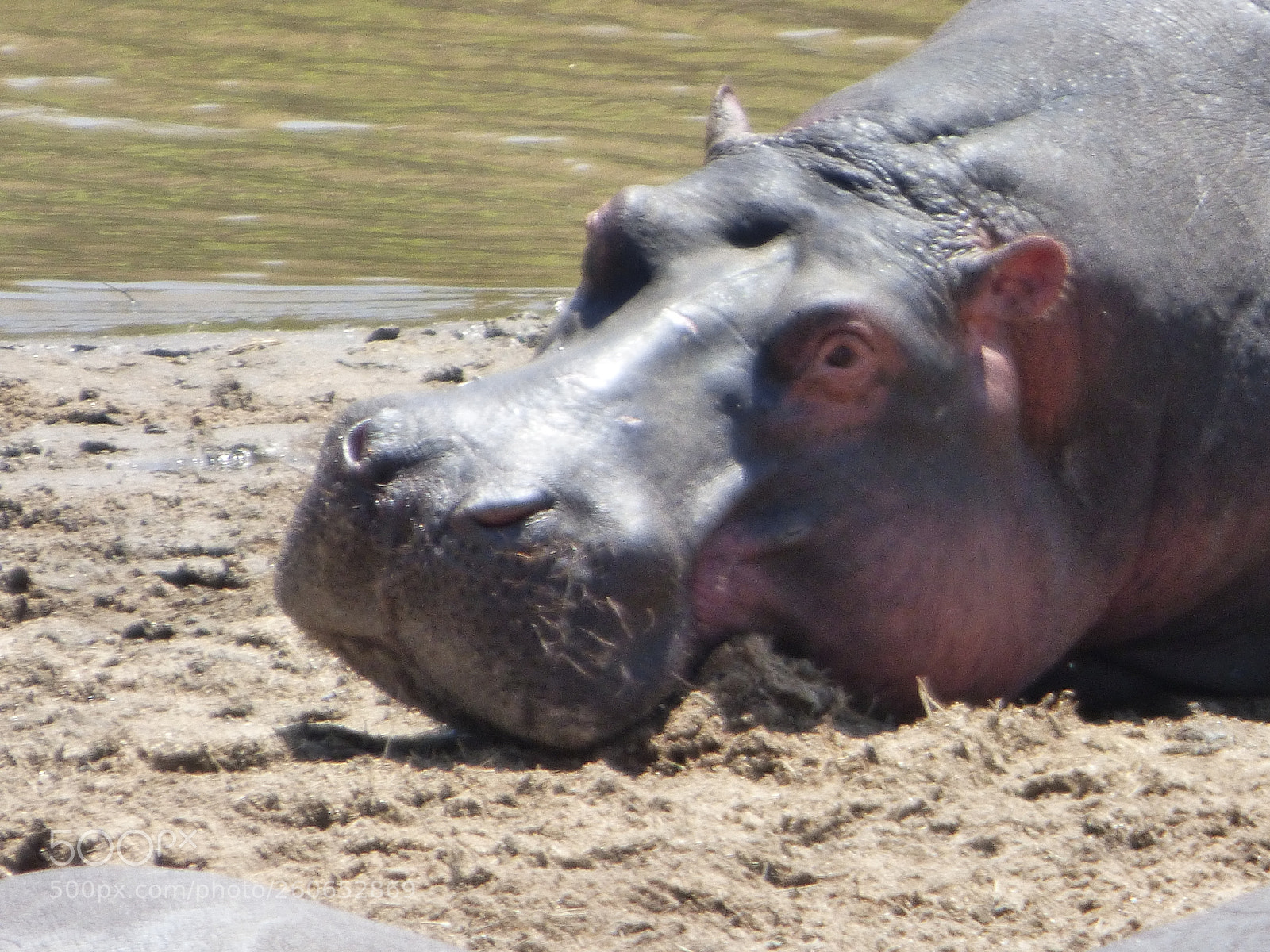Panasonic DMC-FZ72 sample photo. Hippo on the beach photography