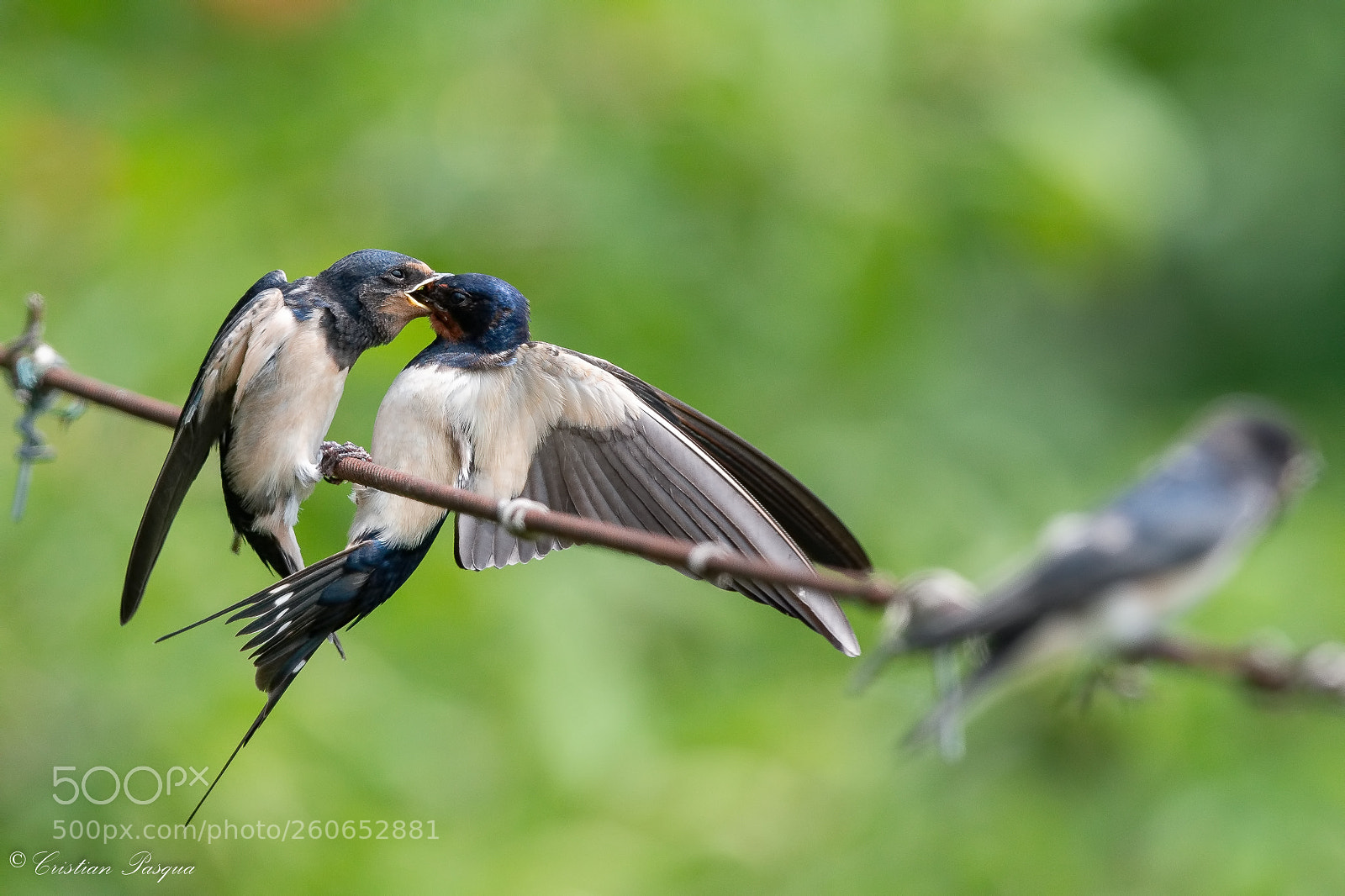 Nikon D500 sample photo. Swifts photography