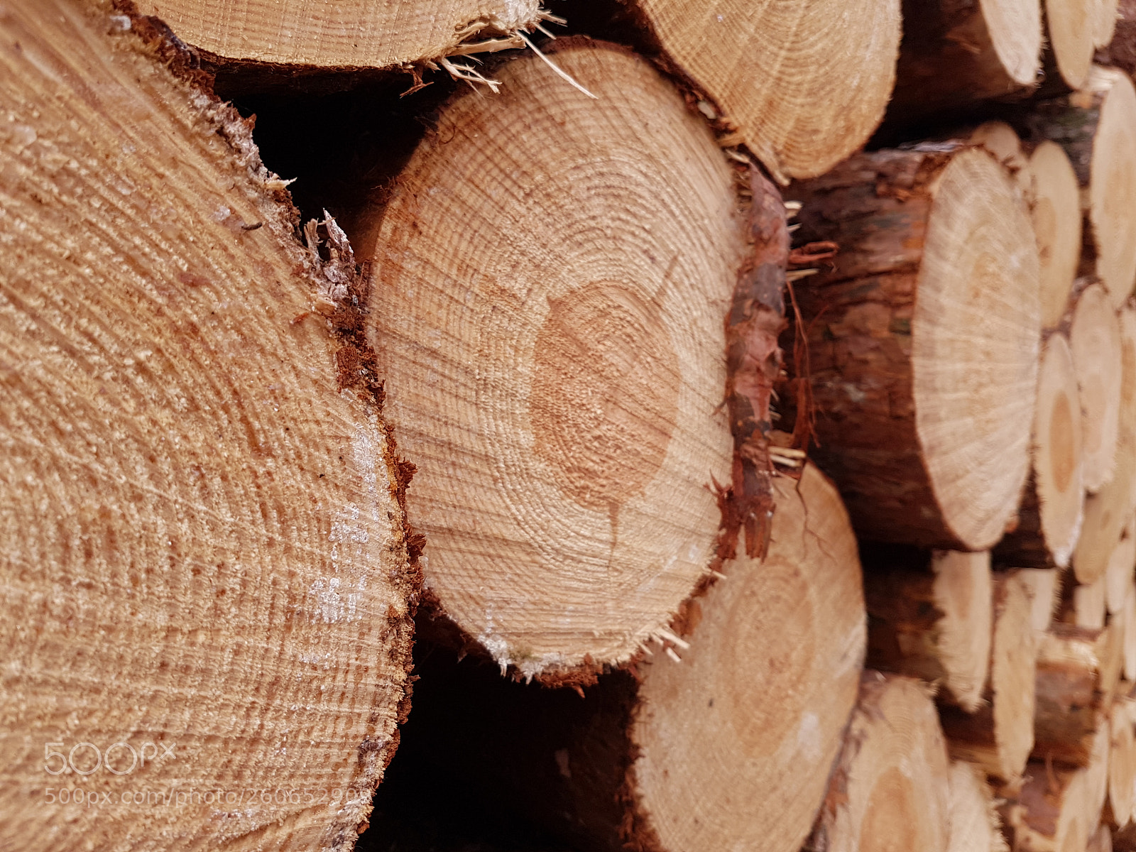 Samsung Galaxy S7 sample photo. Growth rings photography