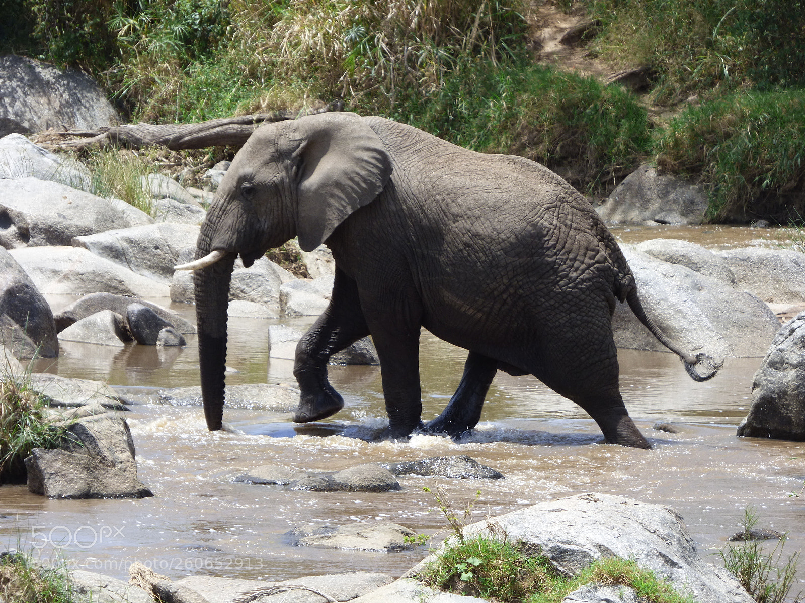 Panasonic DMC-FZ72 sample photo. Elephant in river photography