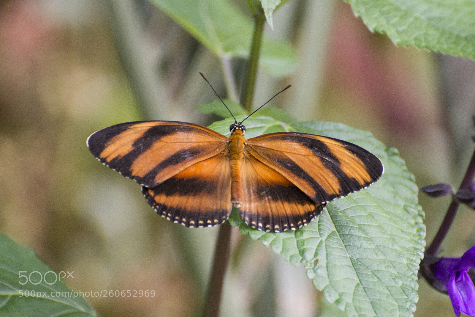 Nikon D7200 sample photo. Butterfly 2018-39 photography