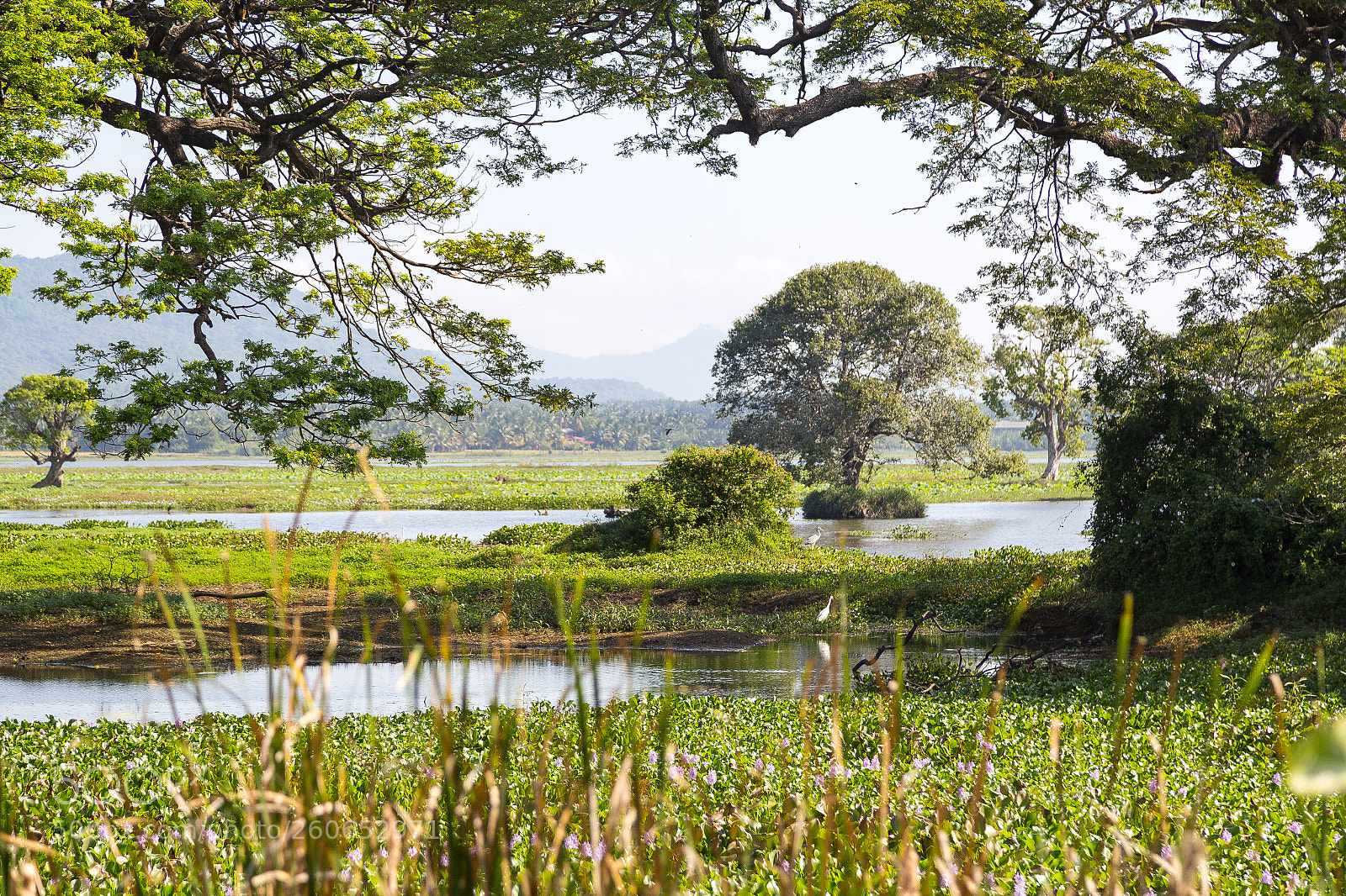 Canon EOS 6D sample photo. ➻sri lanka ශ්‍රී ලංකා ✨ photography