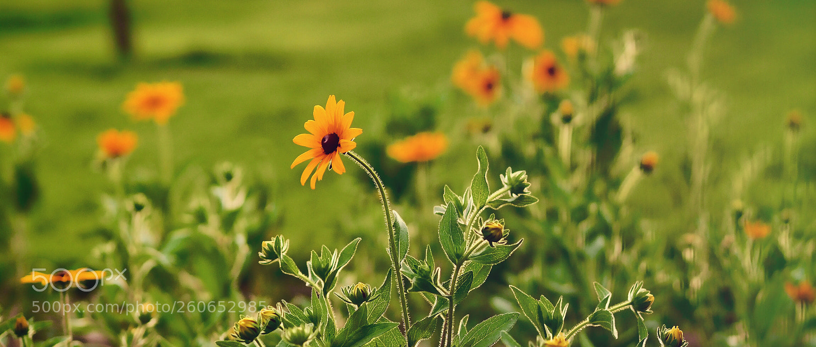Olympus OM-D E-M10 II sample photo. 午后 photography