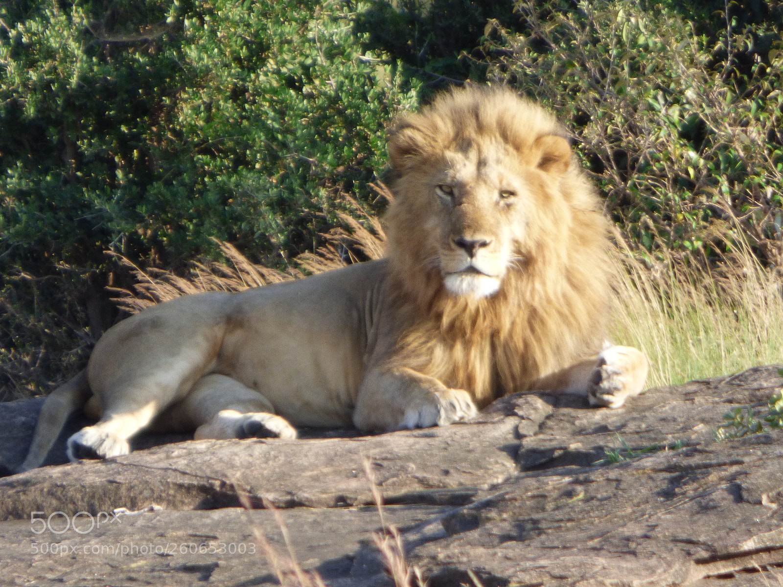 Panasonic DMC-FZ72 sample photo. Proud lion photography