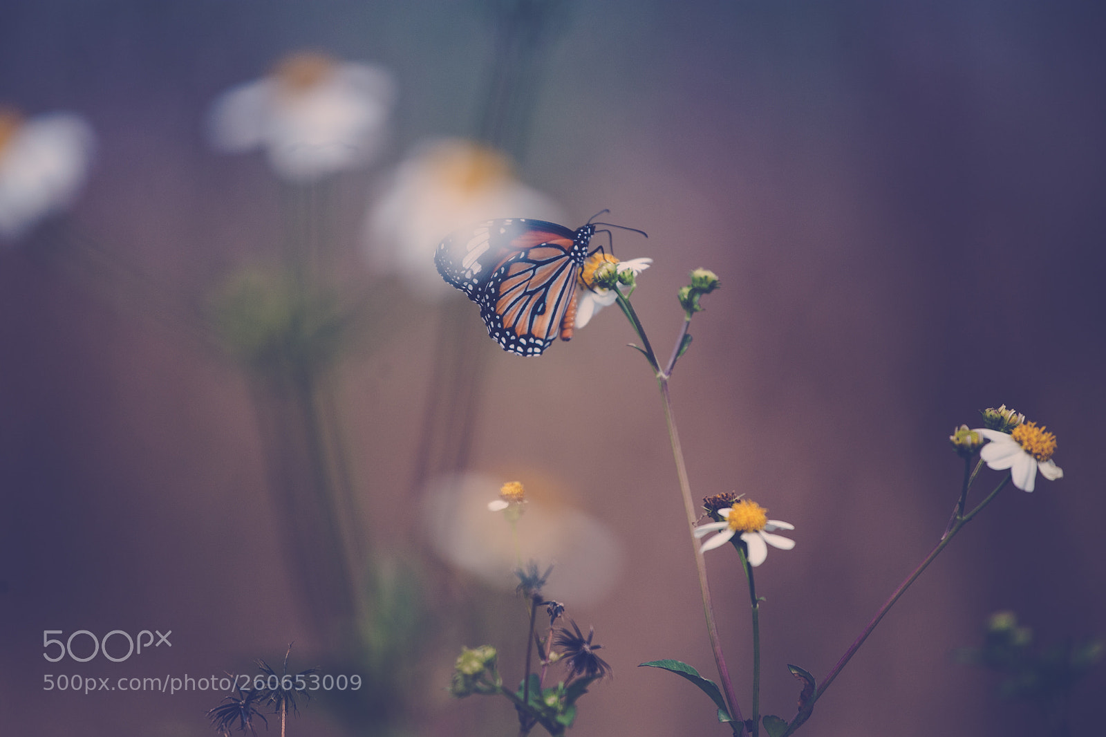 Canon EOS 6D sample photo. Butterfly photography