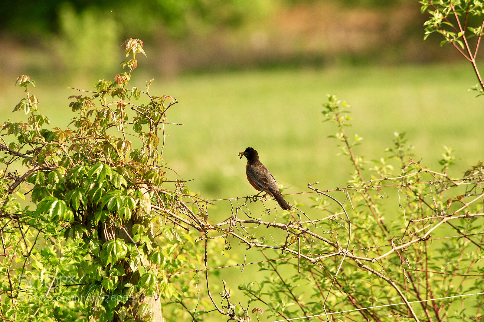 Canon EOS 7D sample photo. Birdie got dinner photography