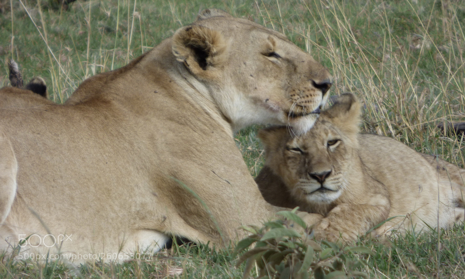 Panasonic DMC-FZ72 sample photo. Loving lions photography