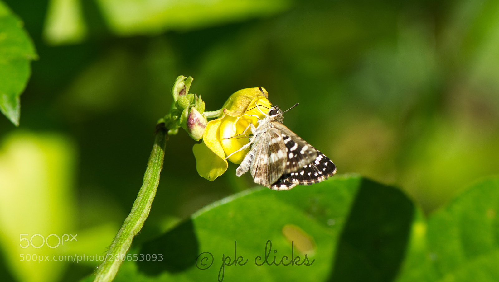 Nikon D7200 sample photo. Butterfly photography