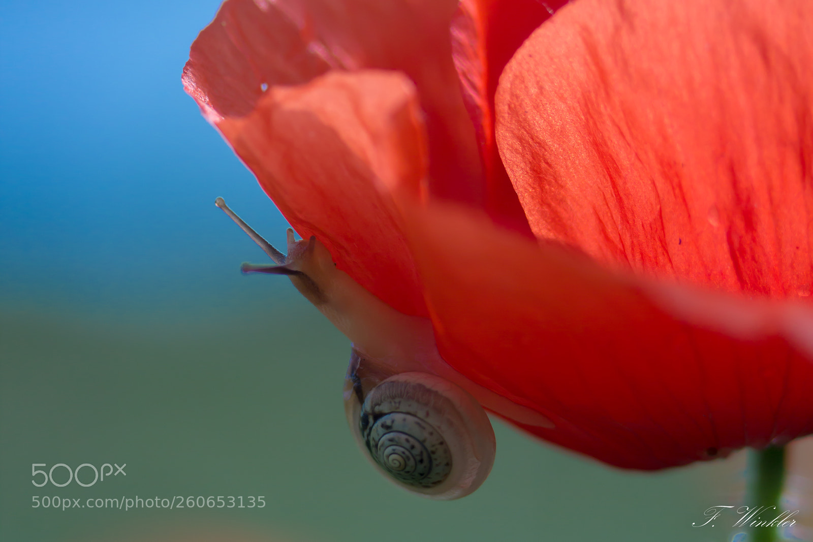 Canon EOS 600D (Rebel EOS T3i / EOS Kiss X5) sample photo. Snail on poppy photography
