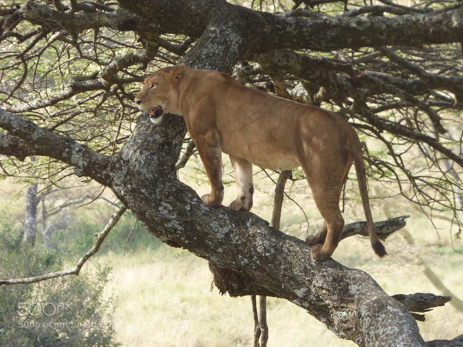 Panasonic DMC-FZ72 sample photo. Tree climbing lion photography
