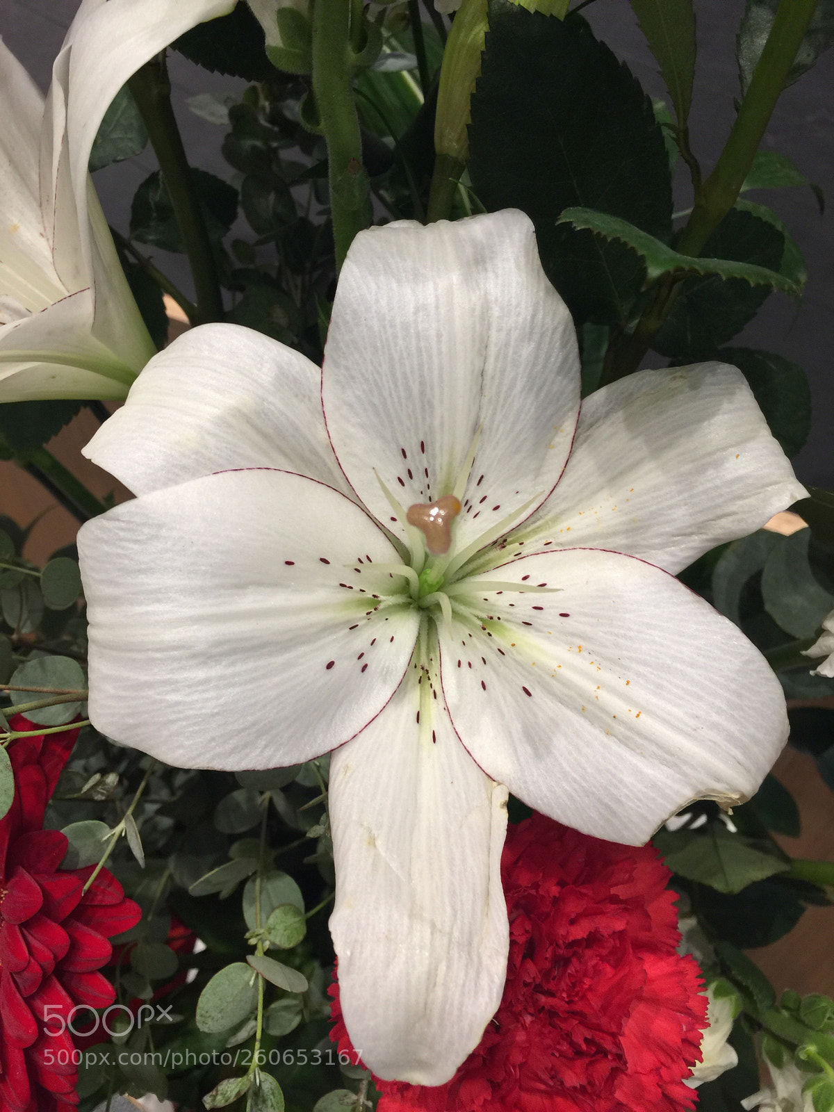 Apple iPhone 6 Plus sample photo. Today’s flower ?  photography