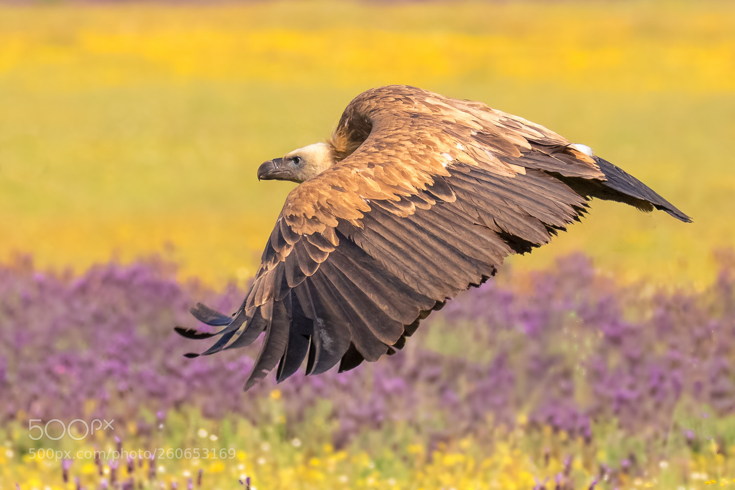 Canon EOS 7D Mark II sample photo. Griffon vulture gyps fulvus photography