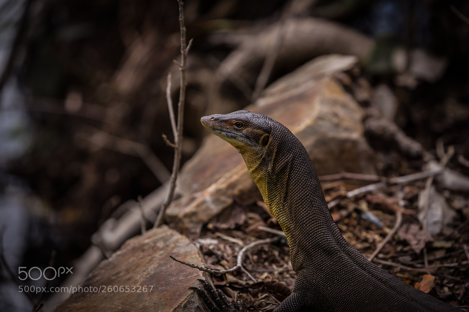 Sony a7 II sample photo. Varanus mertensi photography