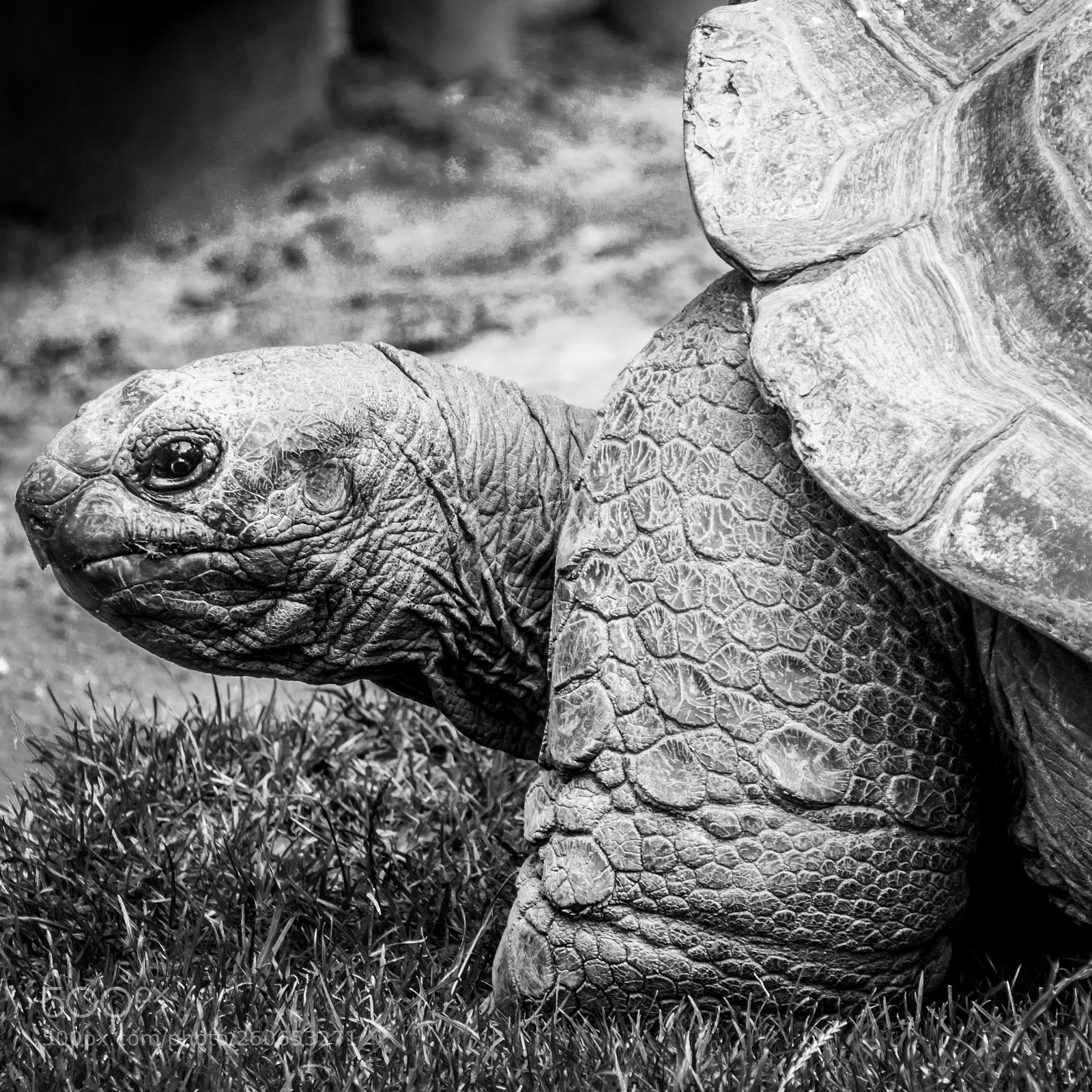 Sony a6000 sample photo. The turtle photography