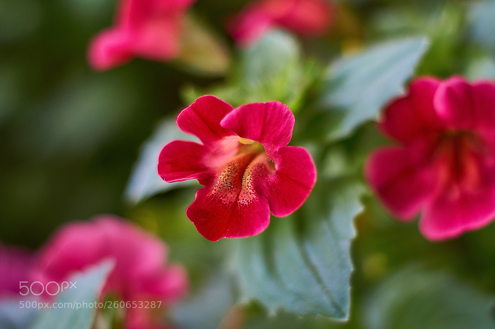 Sony SLT-A58 sample photo. Roja photography