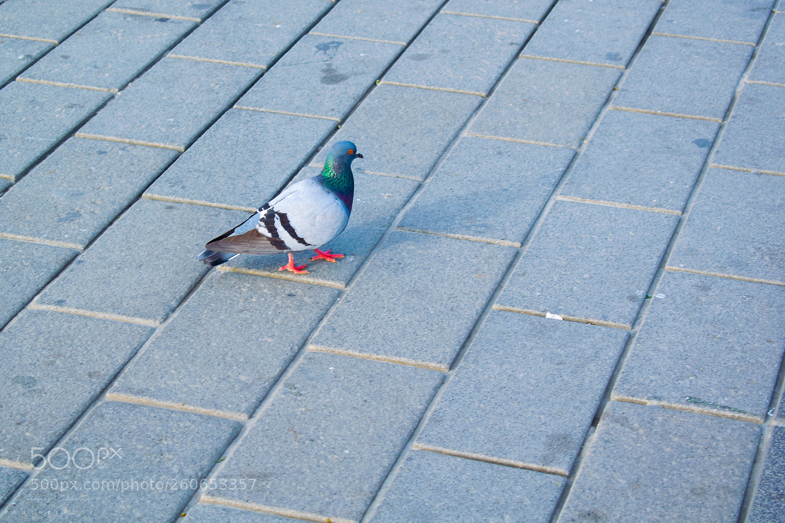Nikon D5300 sample photo. Taking a walk photography
