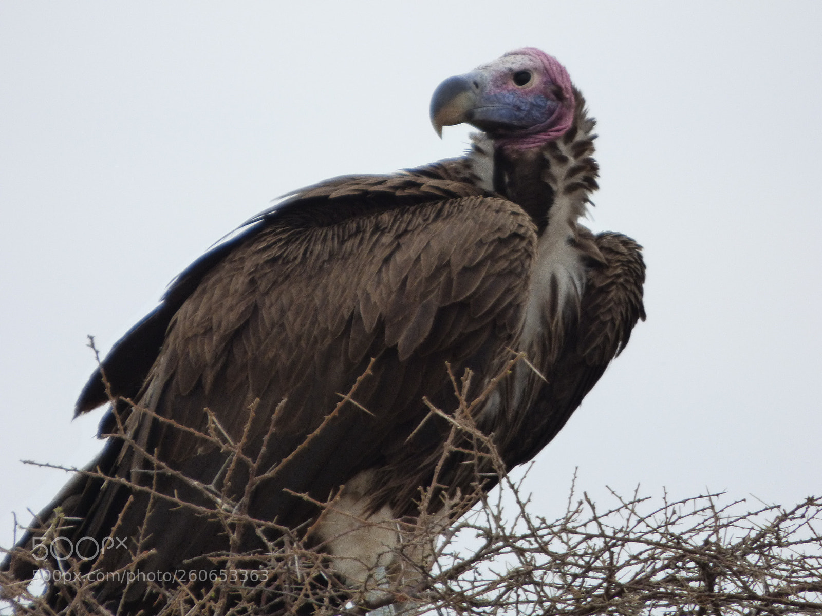 Panasonic DMC-FZ72 sample photo. Vulture photography