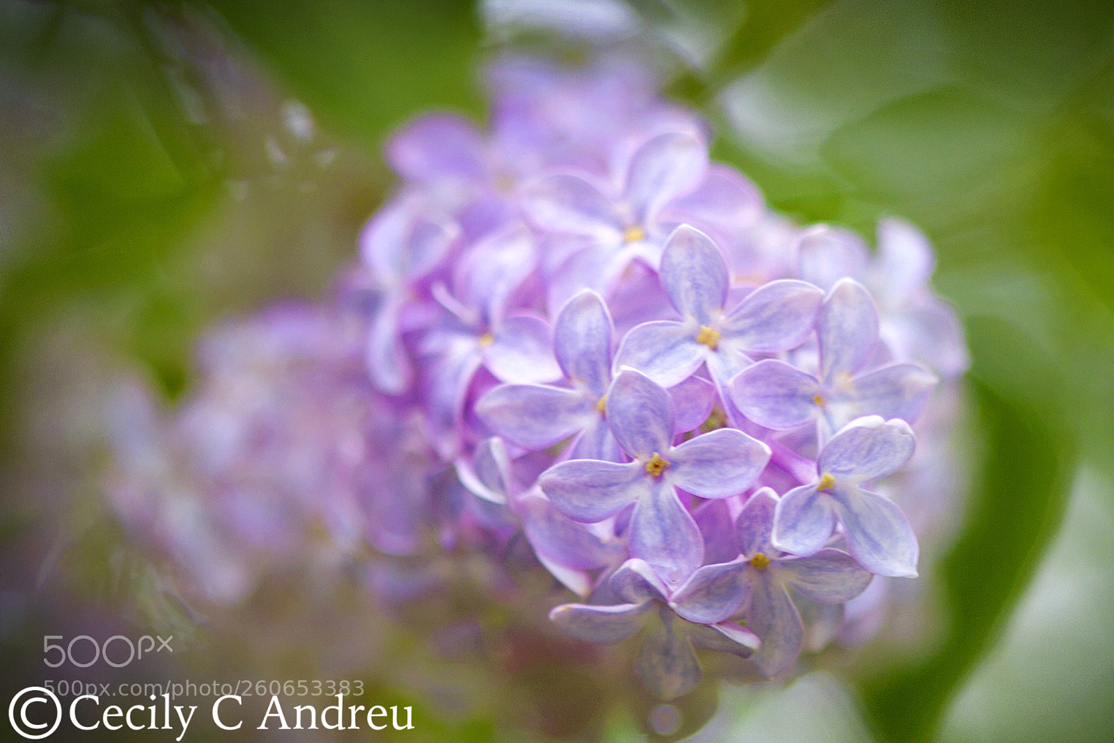 Canon EOS 40D sample photo. Lilac photography