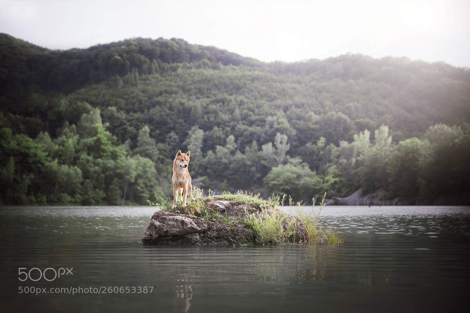 Nikon D750 sample photo. Albert the shiba <3 photography