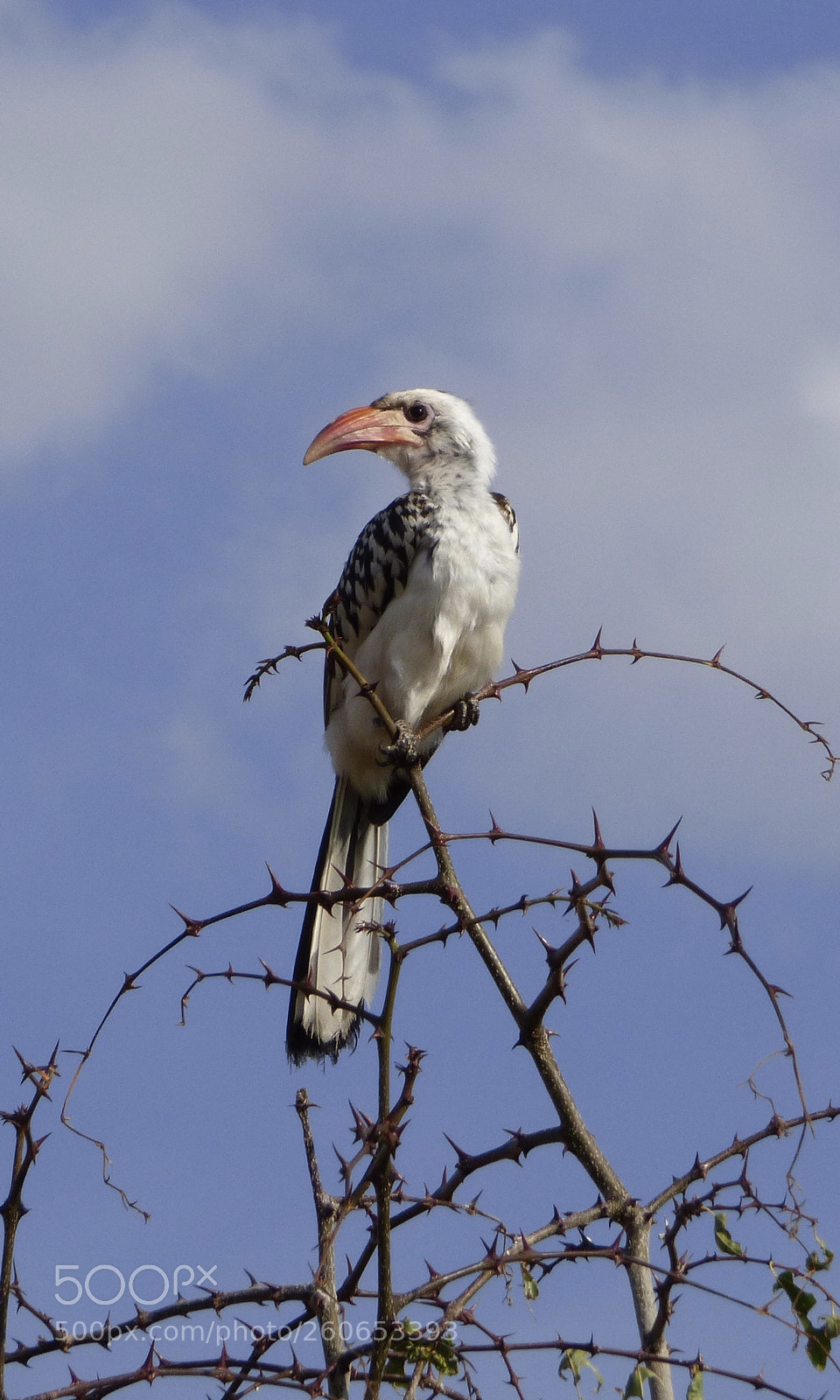Panasonic DMC-FZ72 sample photo. Hornbill photography