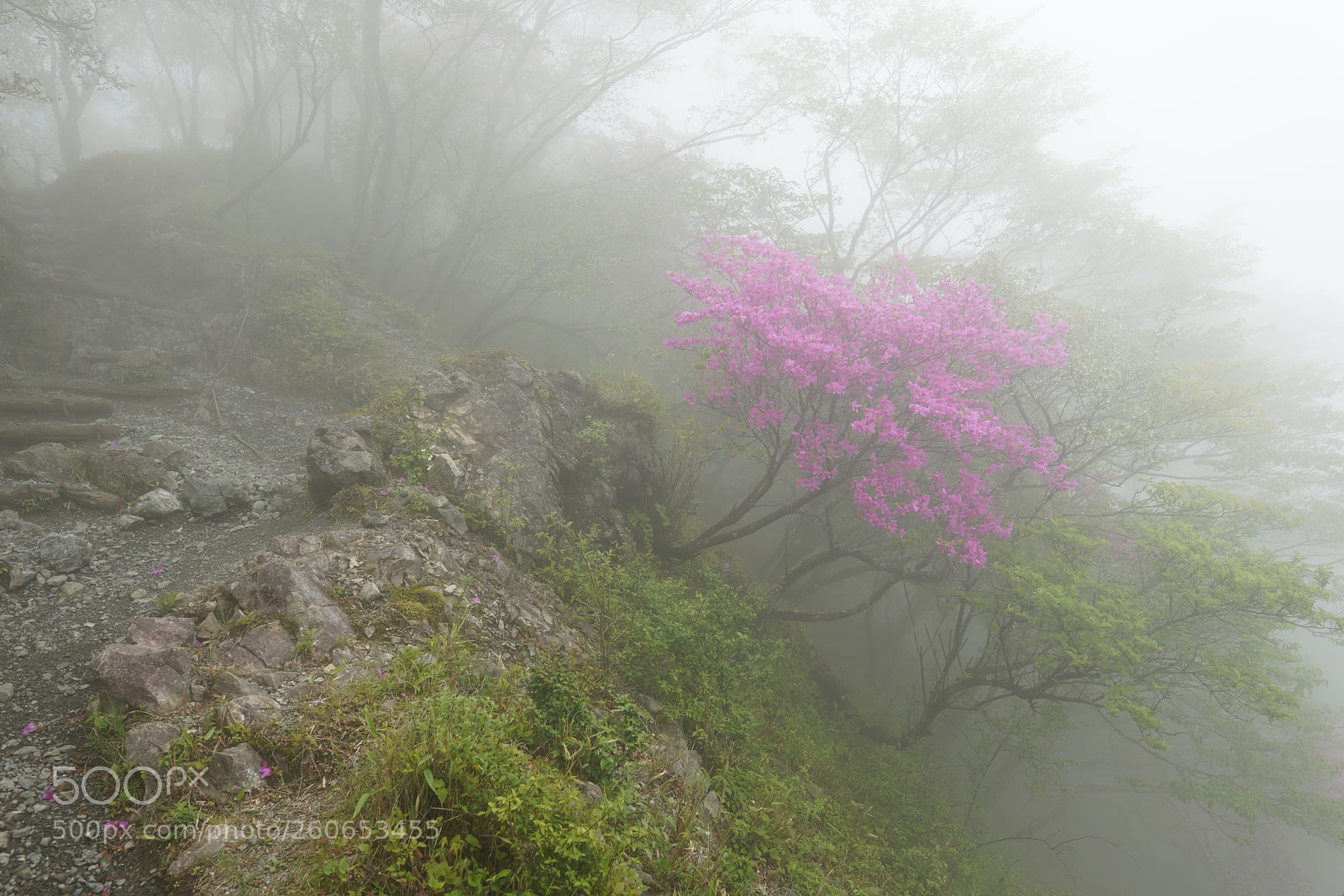 Sony a7R III sample photo. Rhododendron wadanum photography