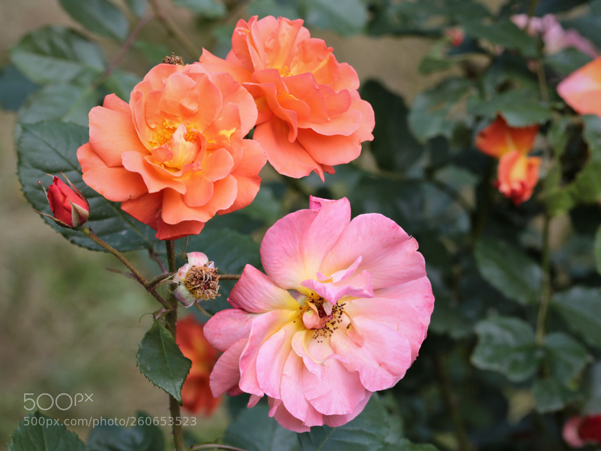 Canon EOS 6D sample photo. Three roses photography