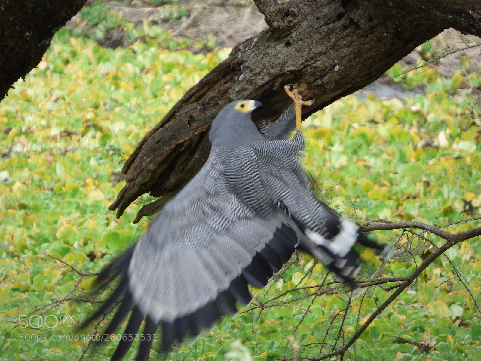 Panasonic DMC-FZ72 sample photo. Harrier hawk photography