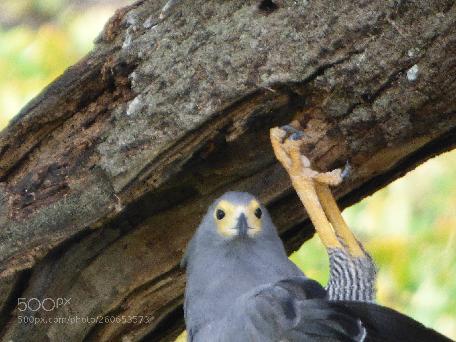 Panasonic DMC-FZ72 sample photo. Hawk stare photography