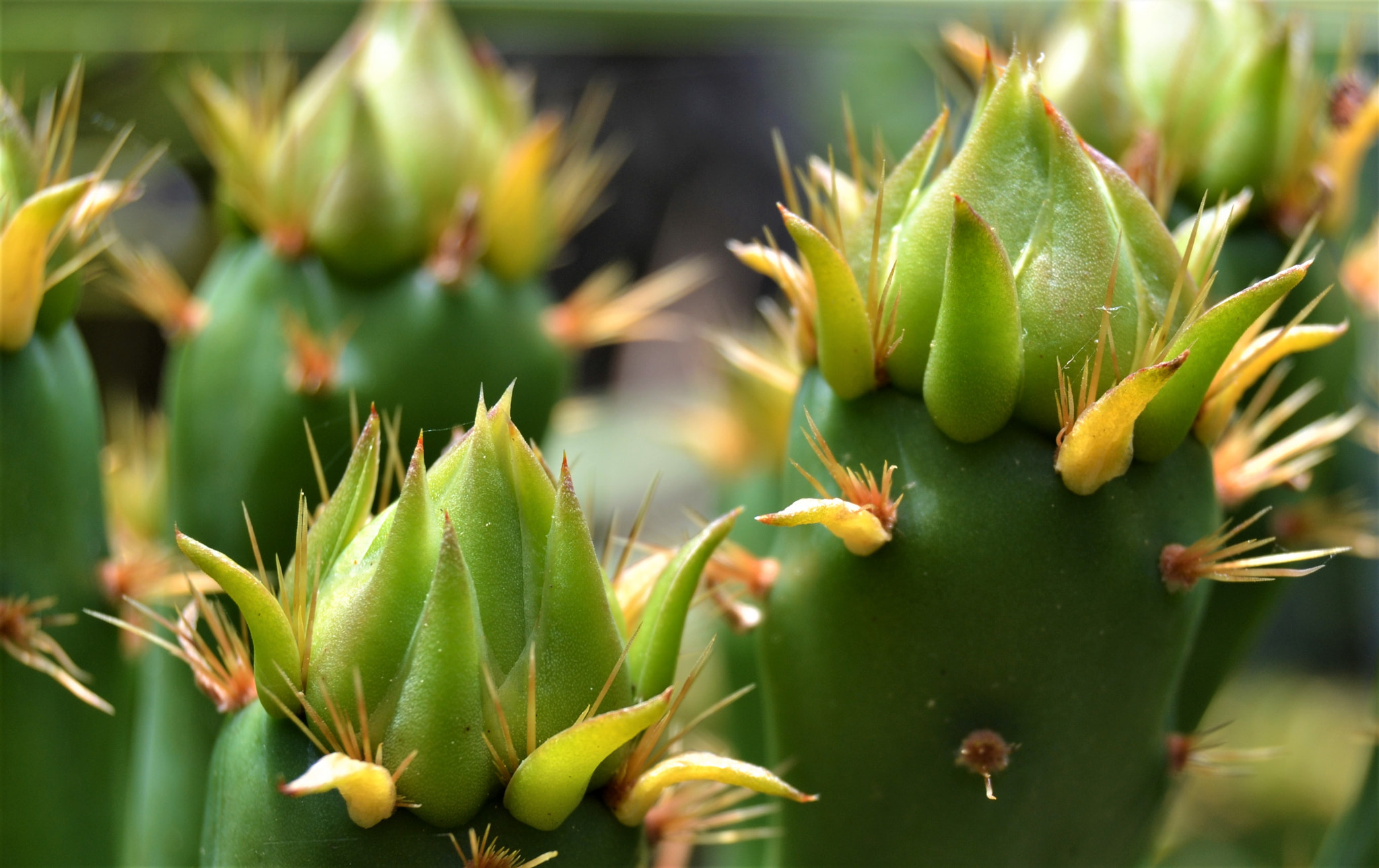Nikon D3100 sample photo. Green photography