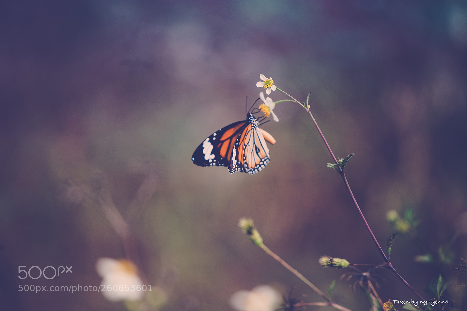Canon EOS 6D sample photo. Butterfly photography