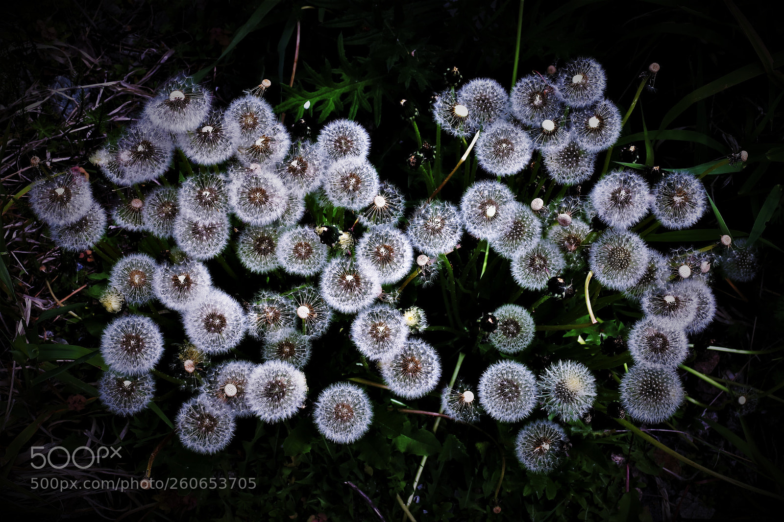 Canon EOS 6D Mark II sample photo. Stars -- 群星璀璨 photography