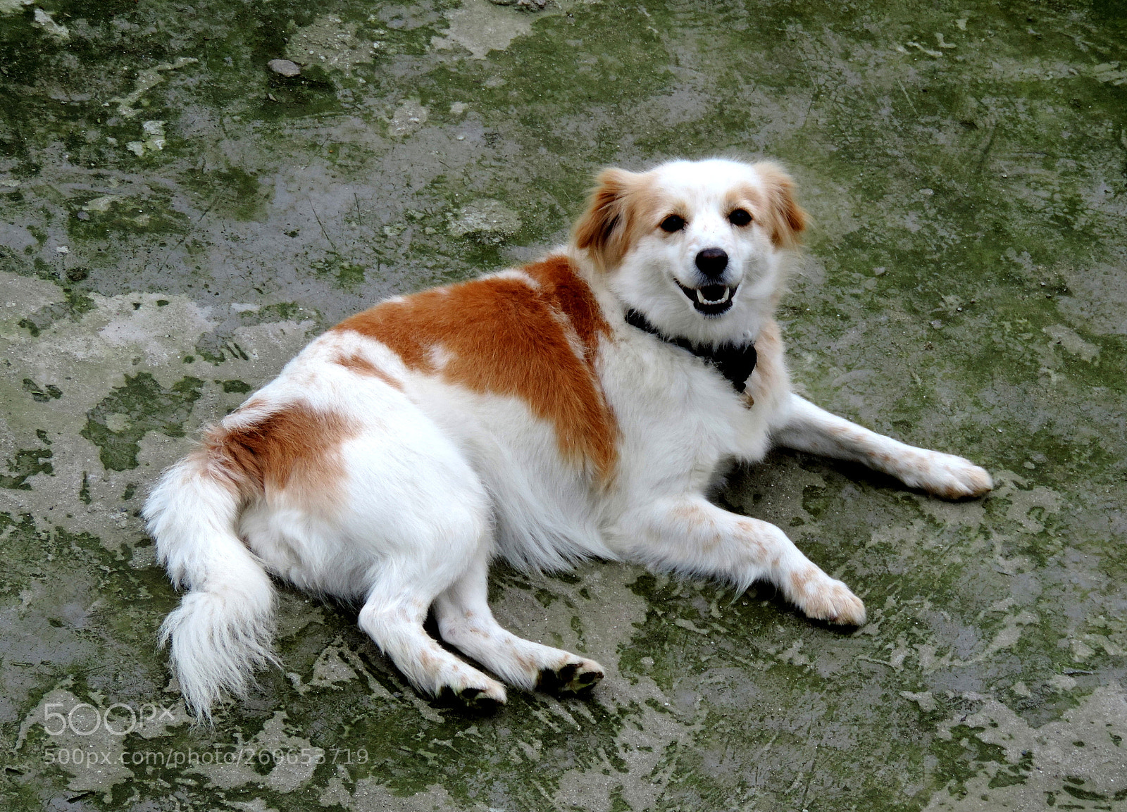 Nikon Coolpix P520 sample photo. Cuteness without words. photography