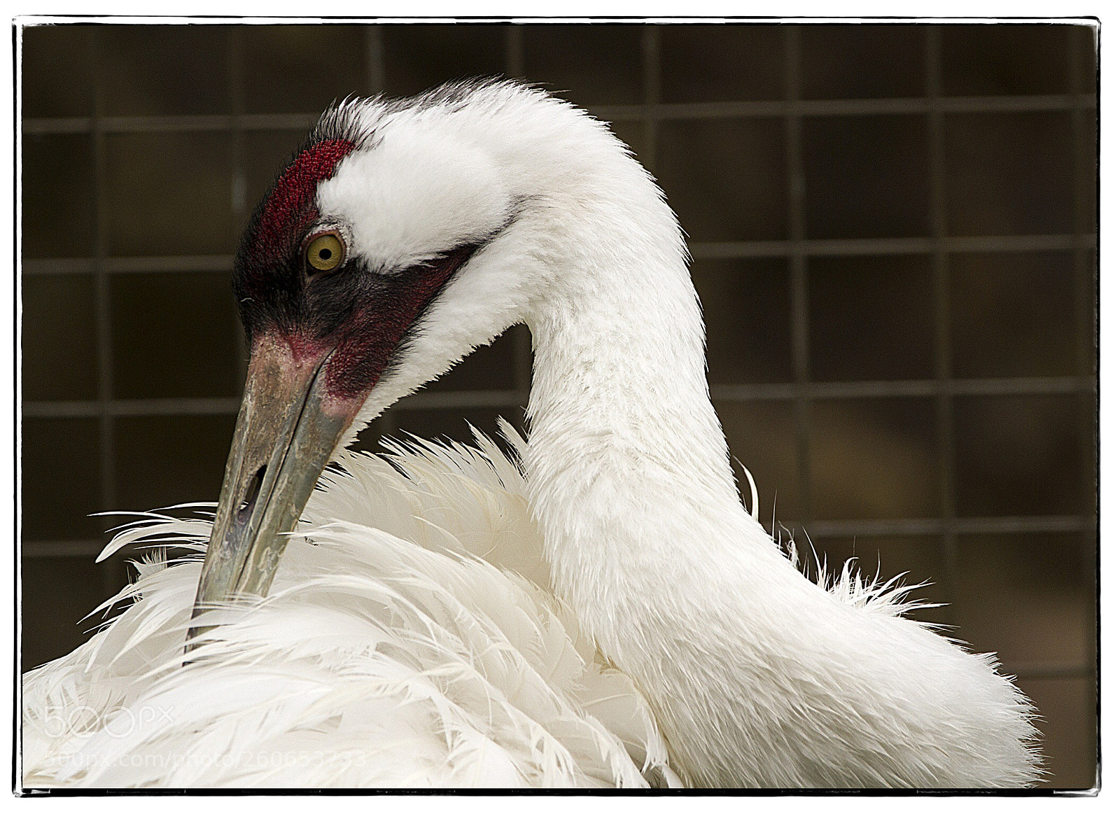Canon EOS 7D sample photo. Whooping crane  photography