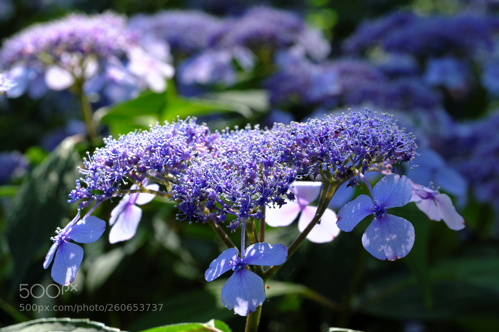 Fujifilm X-T2 sample photo. Hydrangea in osaka photography