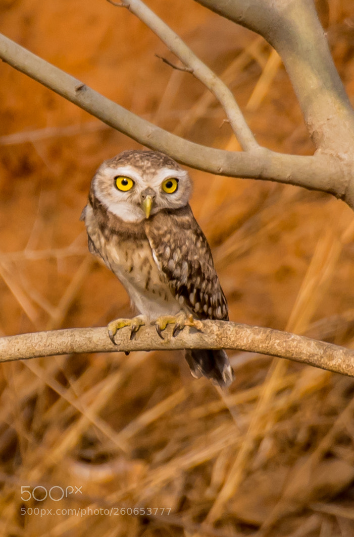 Nikon D750 sample photo. Spotted owlet photography
