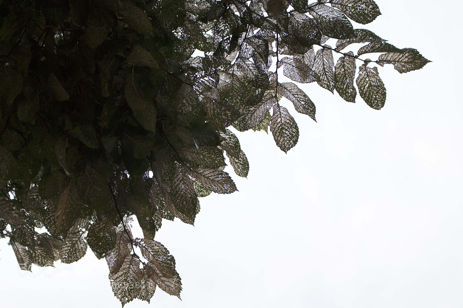 Canon EOS 700D (EOS Rebel T5i / EOS Kiss X7i) sample photo. Autumn leaves photography