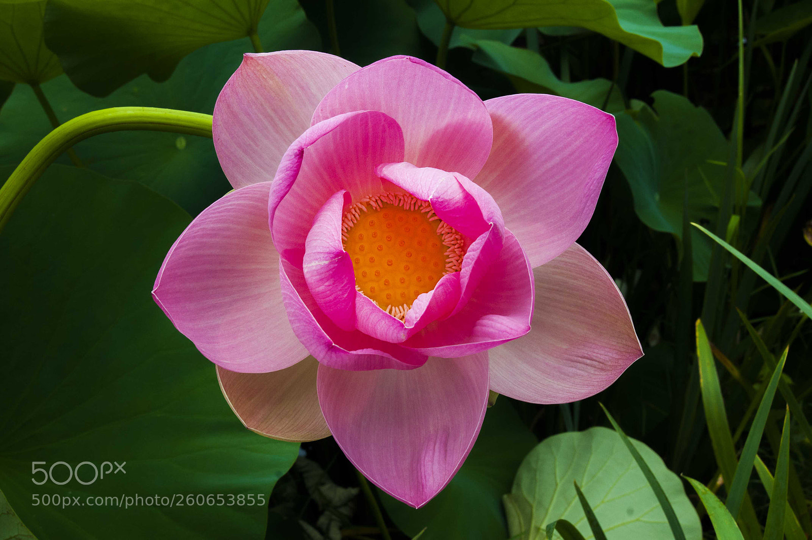 Nikon D300 sample photo. Blooming photography