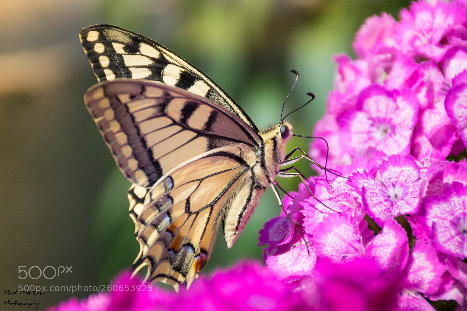 Nikon D5300 sample photo. Papilio machaon  photography
