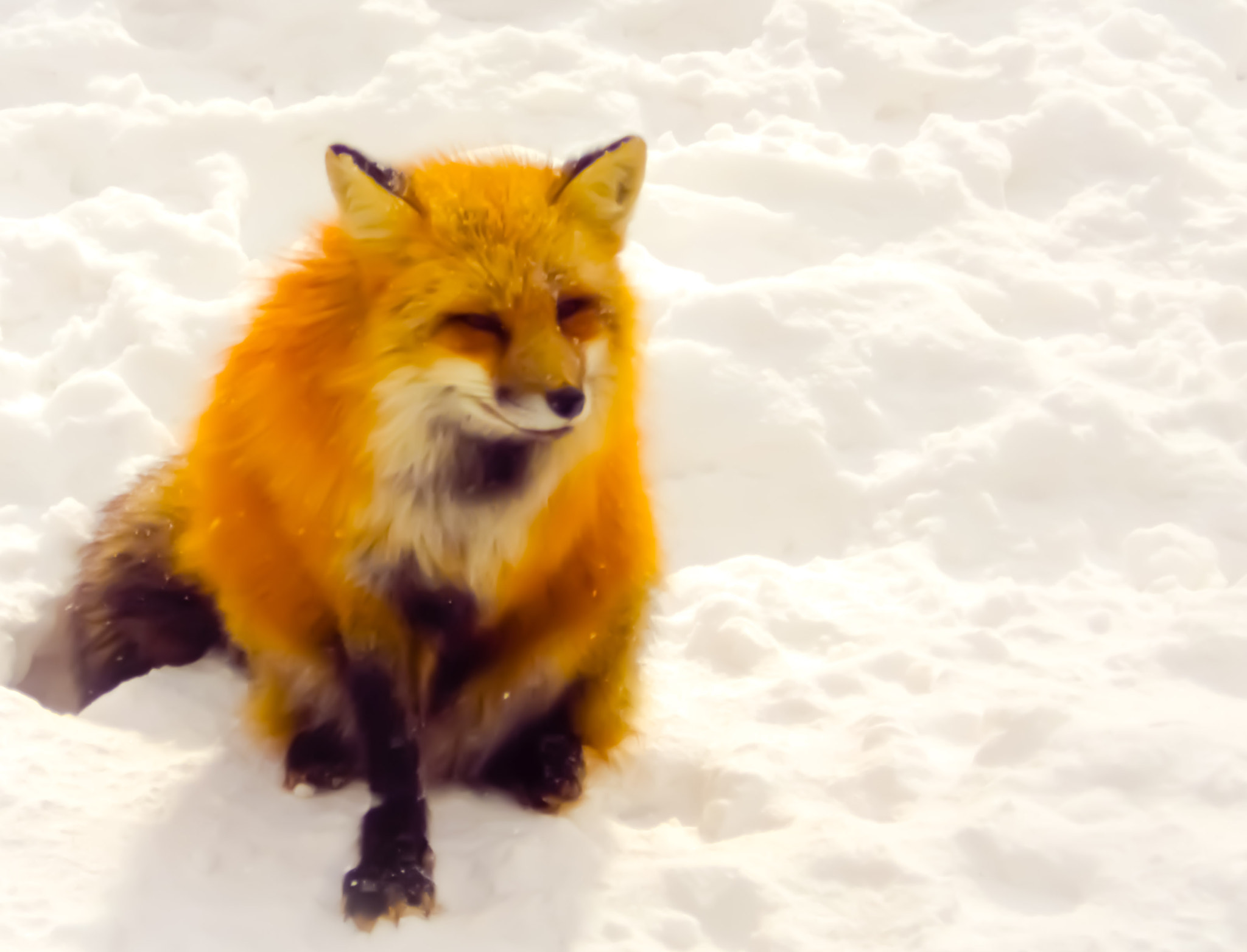 Pentax X-5 sample photo. Lonely fox photography