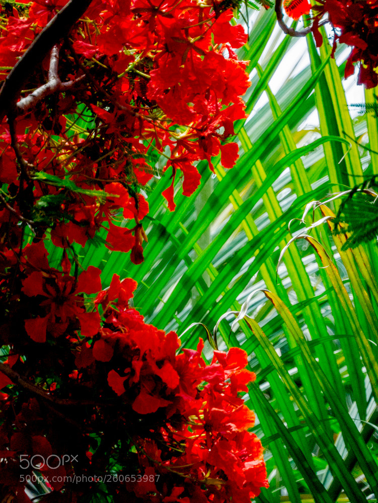 Panasonic Lumix DMC-GX7 sample photo. Untitled photography