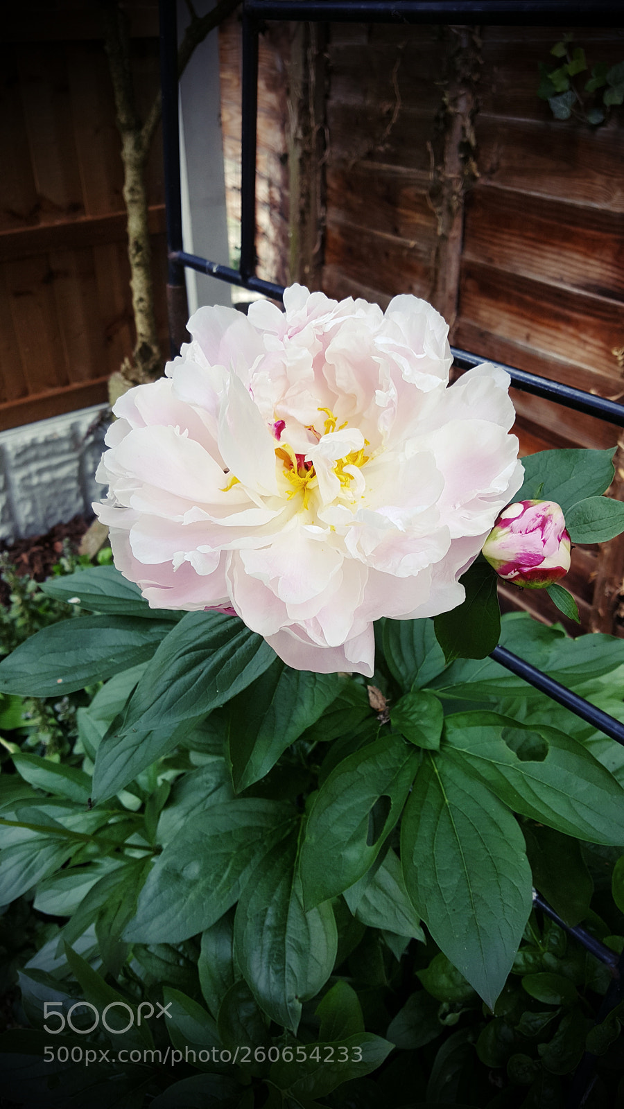 Samsung Galaxy S6 sample photo. Peony photography