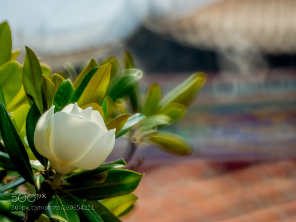 Panasonic Lumix DMC-GX7 sample photo. Untitled photography