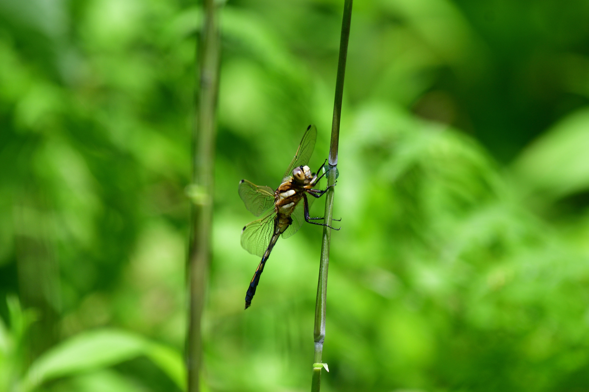 Nikon AF-S Nikkor 200-500mm F5.6E ED VR sample photo. Dragonfly photography