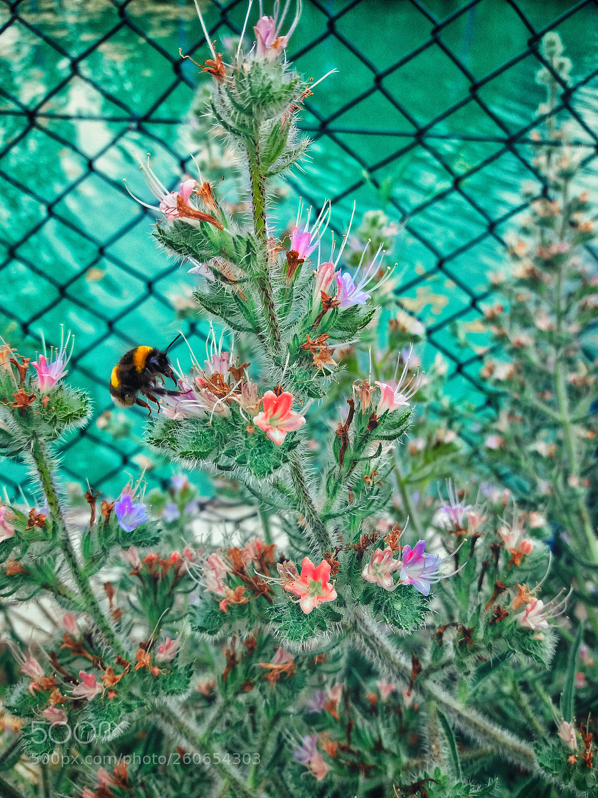 Samsung Galaxy J5 sample photo. Arı ve Çiçek photography
